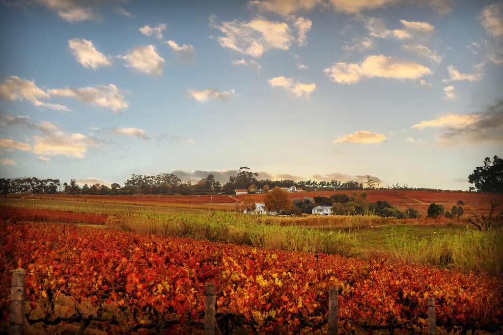 Autumn in the Winelands by ludwigsdiana