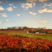 Autumn in the Winelands