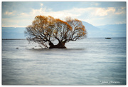 20th May 2022 - Taupo Lake Tree...