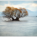 Taupo Lake Tree...