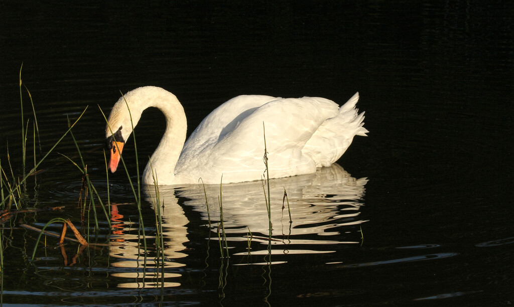 # Swan by bybri