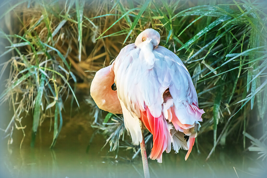 Flamingo Friday by ludwigsdiana