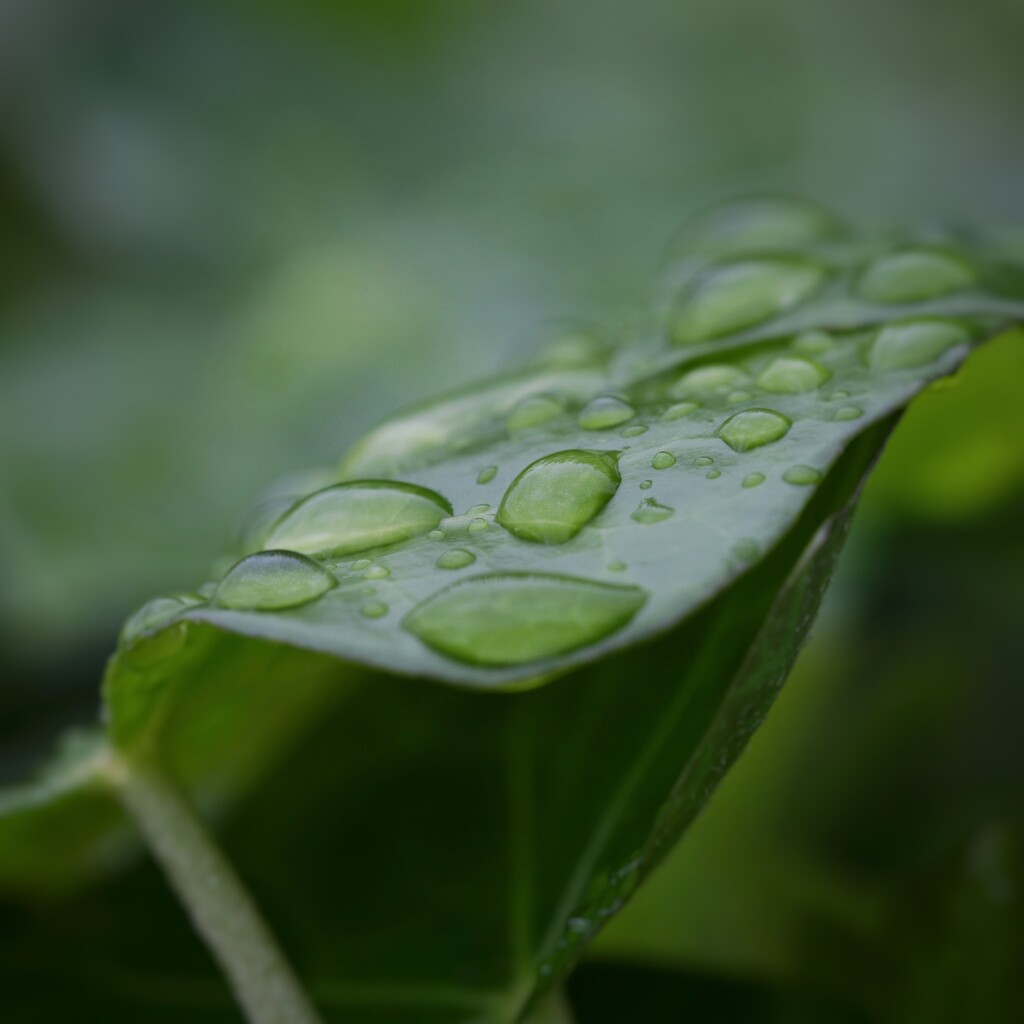 ~~fresh rain on green~~ by motherjane