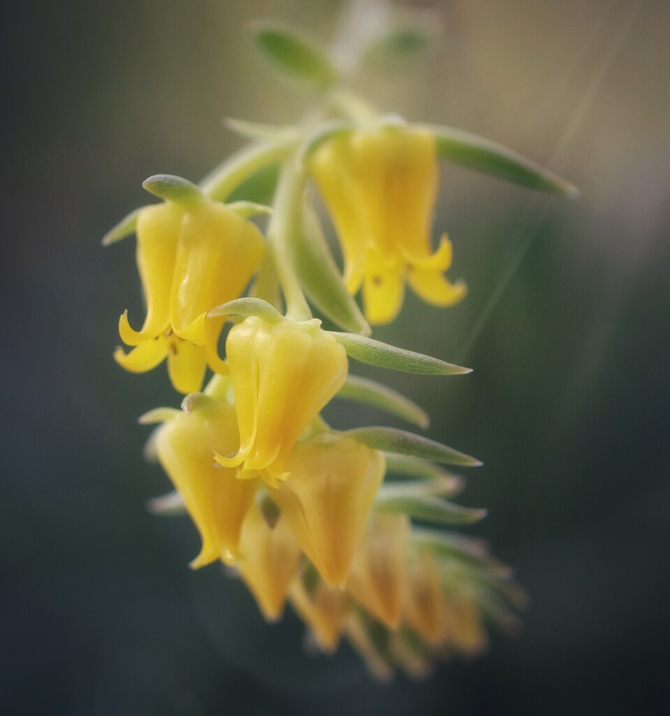 ~~cactus flower~~ by motherjane