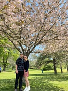 20th May 2022 - Cherry Blossoms