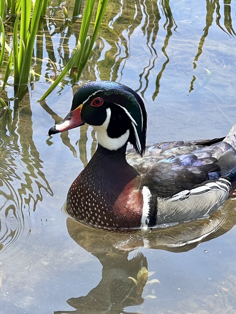 Wood Duck by frantackaberry