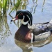 Wood Duck by frantackaberry