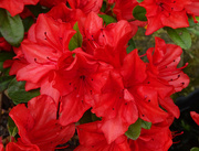 6th May 2022 - Red Azaleas in the garden