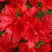 Red Azaleas in the garden by marianj