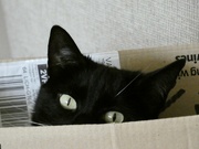 20th May 2022 - Cat in a box