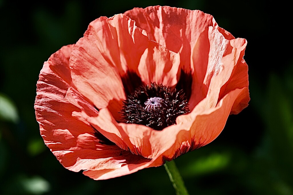 Poppy by carole_sandford