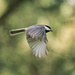 Chickadee in Flight by lsquared