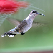 19th May 2022 - Hummingbird