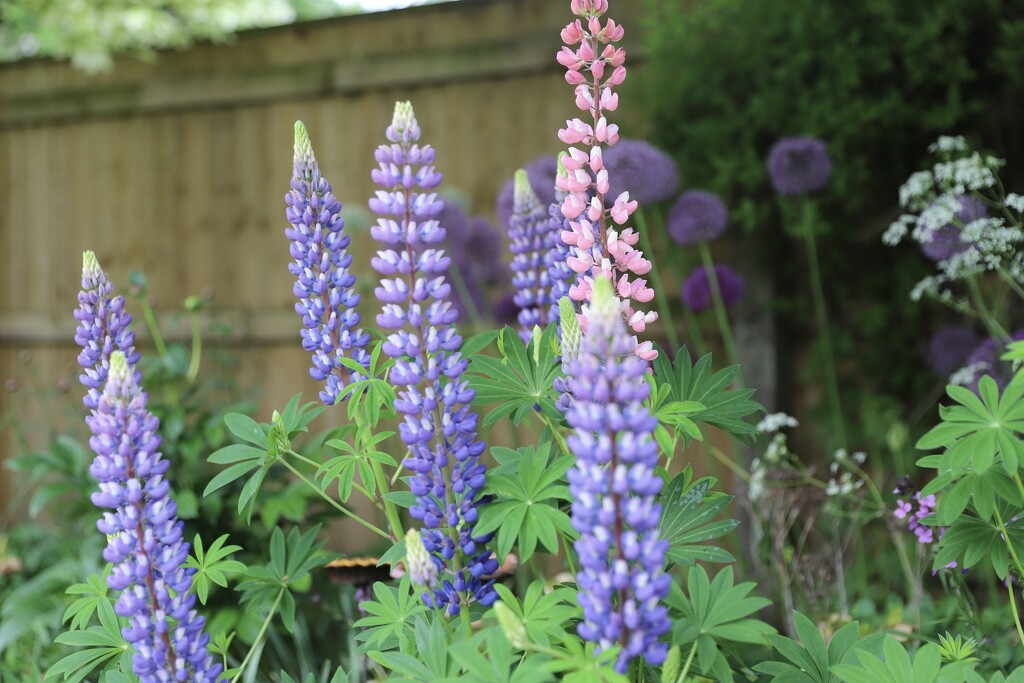 Lupins by phil_sandford