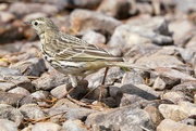 20th May 2022 - MEADOW PIPIT - A SIDE VIEW