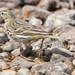 MEADOW PIPIT - A SIDE VIEW