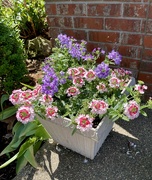 20th May 2022 - Very happy this year with my planter box