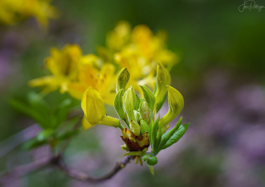 Lensbaby Practice by jgpittenger