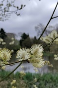 30th Mar 2022 - Goat Willow