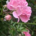 My wild rose...