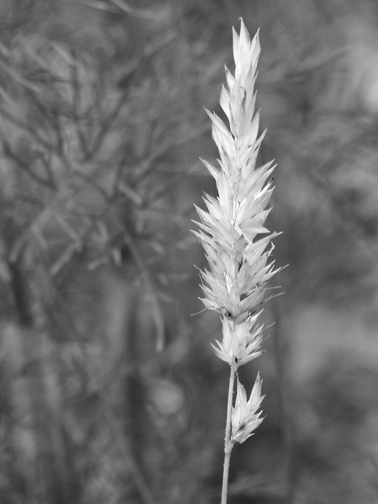 Wild grass gone to seed... by marlboromaam