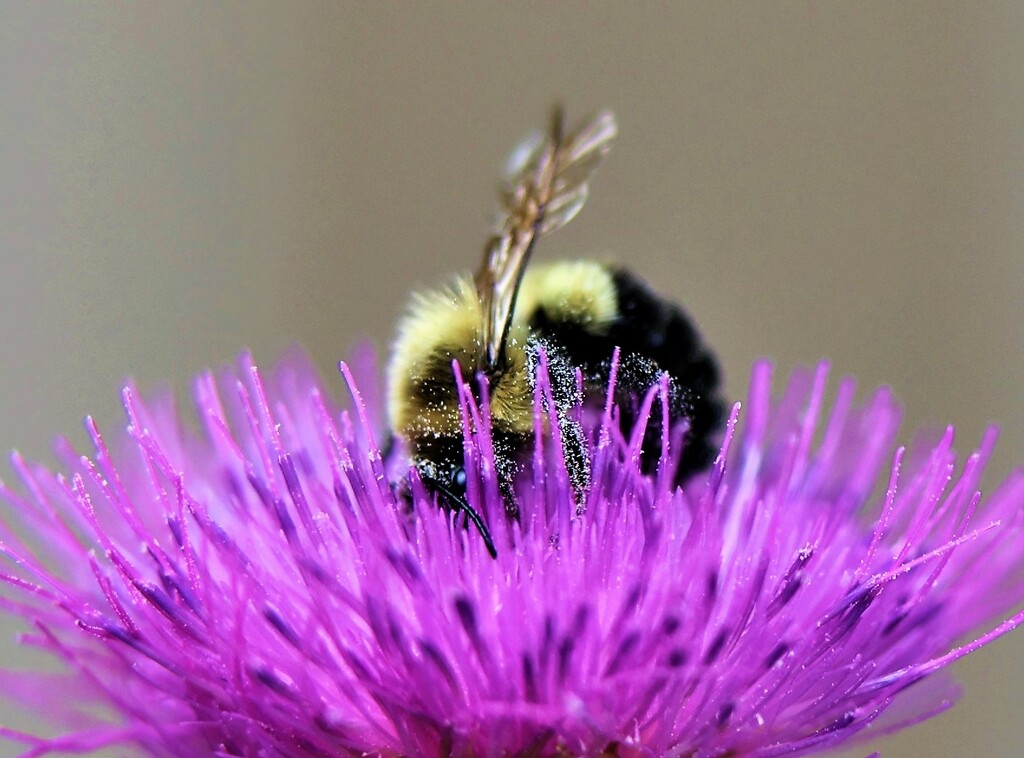Happy World Bee Day by lynnz
