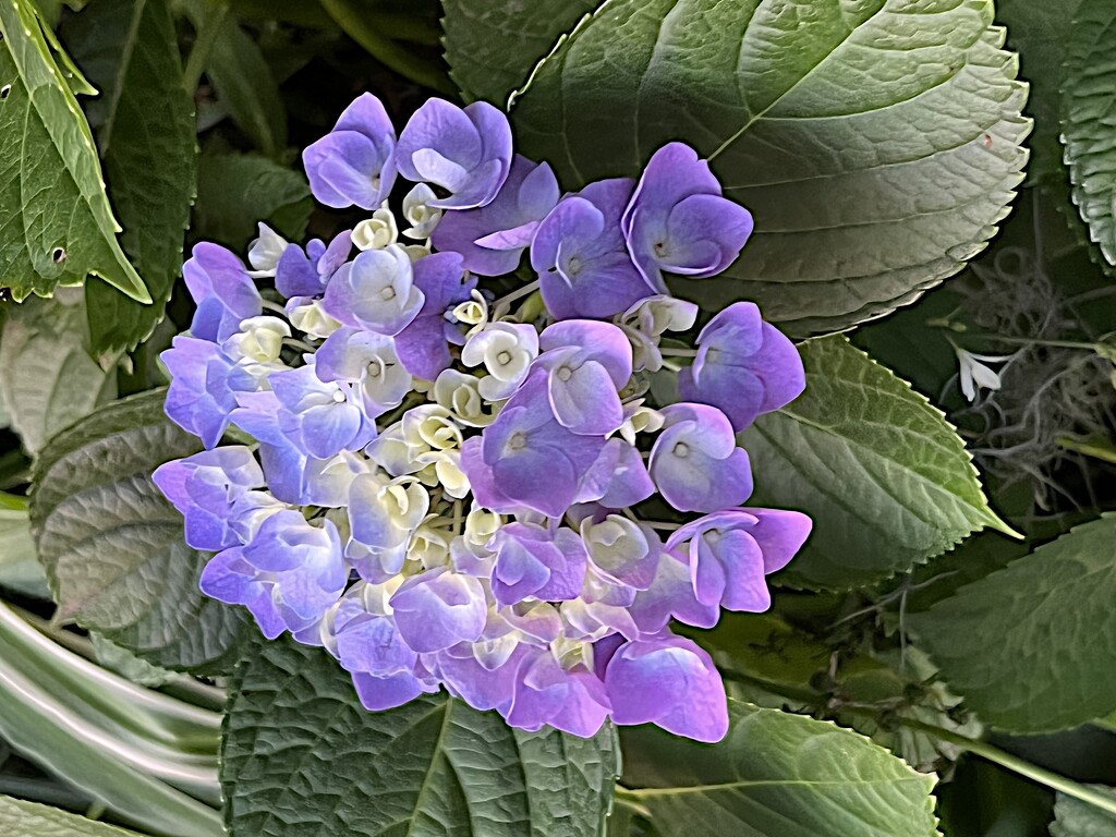 Always anticipate the summer blooms of hydrangeas by congaree