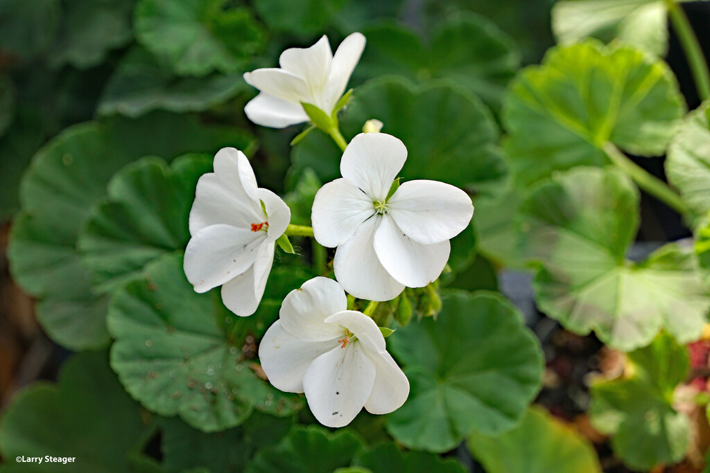 White geranium by larrysphotos