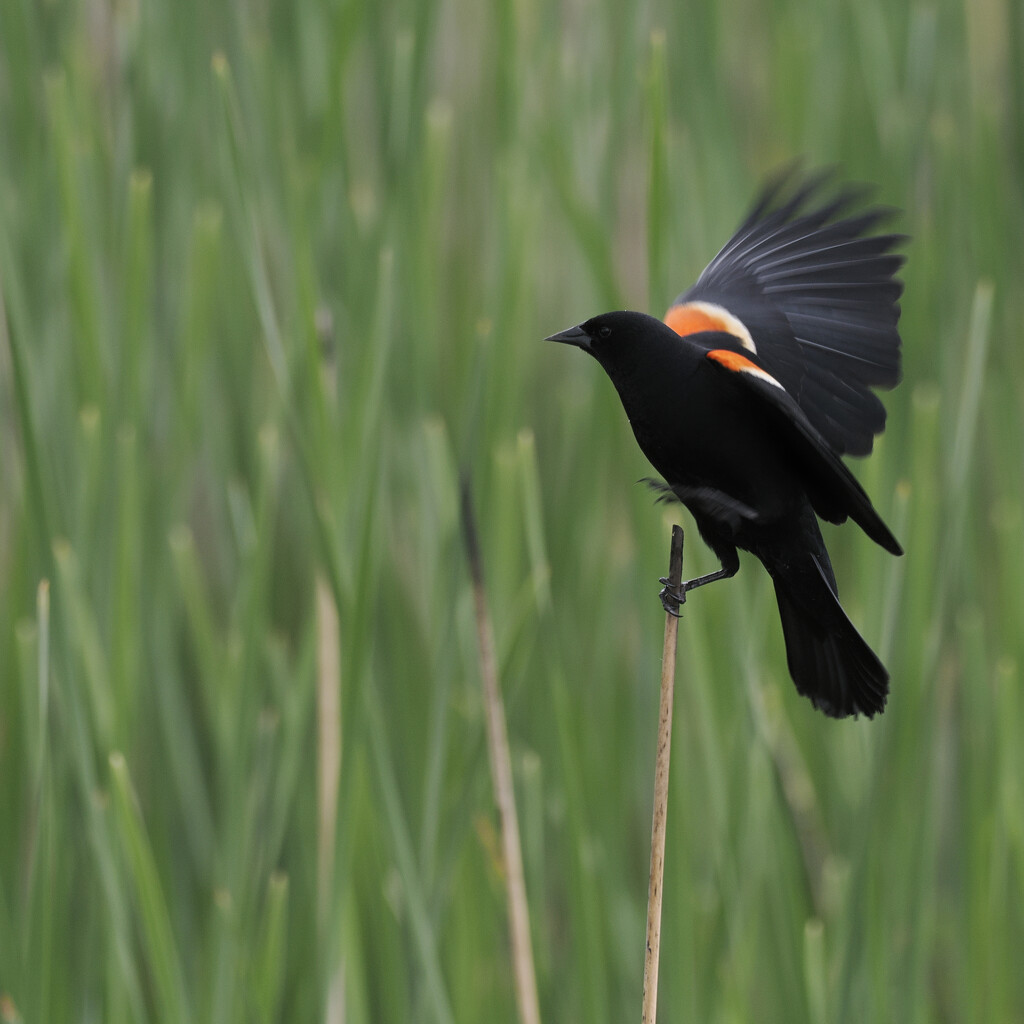 Red-winged blackbird  by rminer