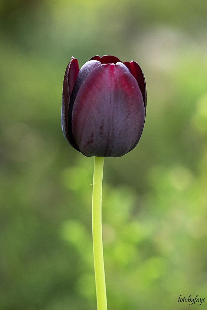 A single tulip by fayefaye