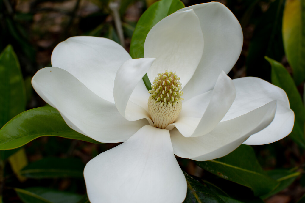 Our Magnolia is blooming... by thewatersphotos