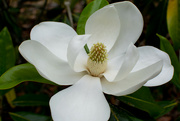 20th May 2022 - Our Magnolia is blooming...