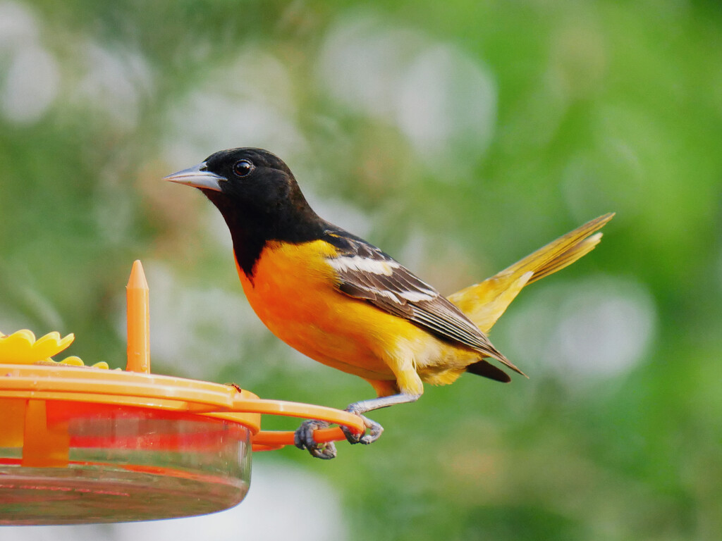 Male Baltimore Oriole by ljmanning
