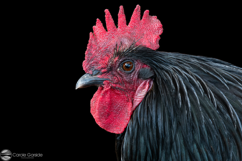 Portrait of a Cockerel by yorkshirekiwi