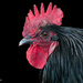 Portrait of a Cockerel by yorkshirekiwi