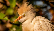 20th May 2022 - Cattle Egret!
