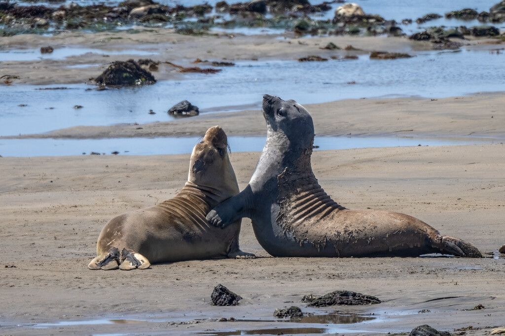 Elephant seals by nicoleweg
