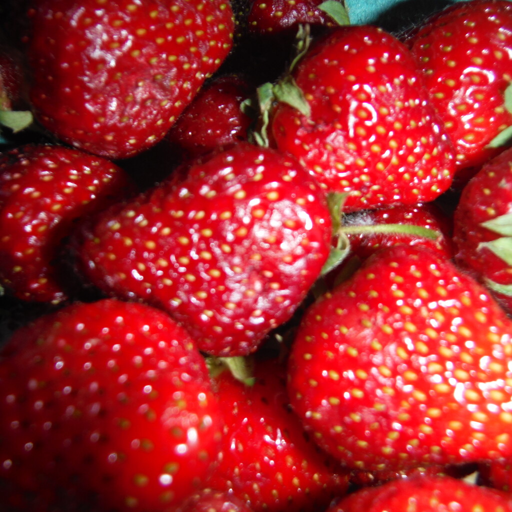 Pick Strawberries Day by spanishliz