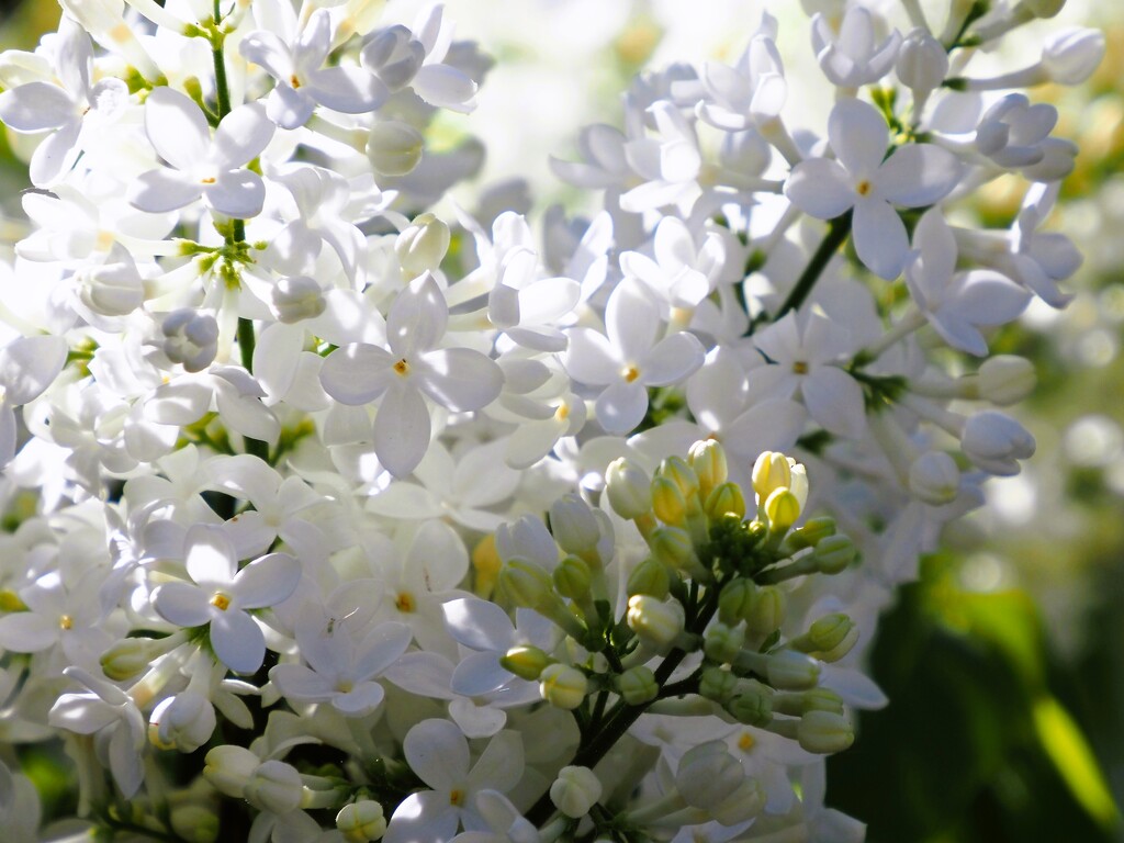 white lilac by edorreandresen