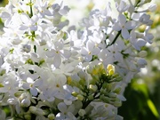 20th May 2022 - white lilac