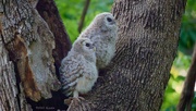 20th May 2022 - 140-365 owlets