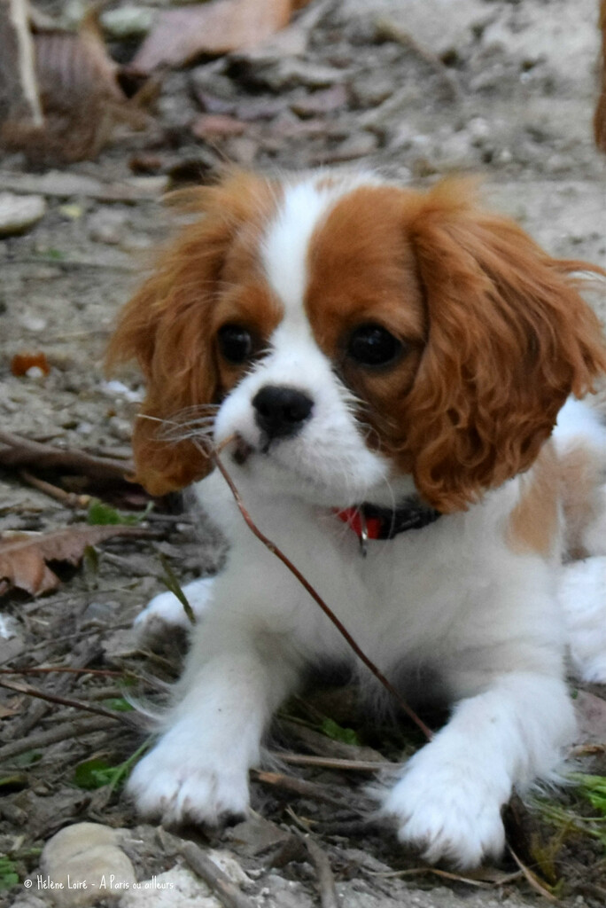 Baby Cavalier King Charles Spaniel by parisouailleurs