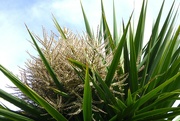 21st May 2022 - Cordyline 