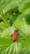 21st May 2022 - Red beetle
