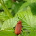 Red beetle by 365projectorgjoworboys