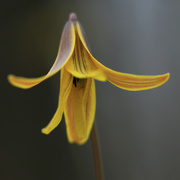 19th May 2022 - Trout Lily (E)