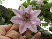21st May 2022 - A Clematis flower.