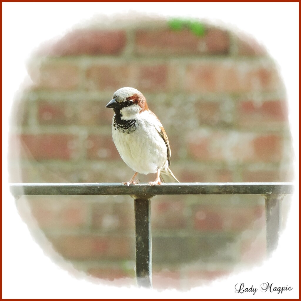 I'm Just a Little Sparrow by ladymagpie