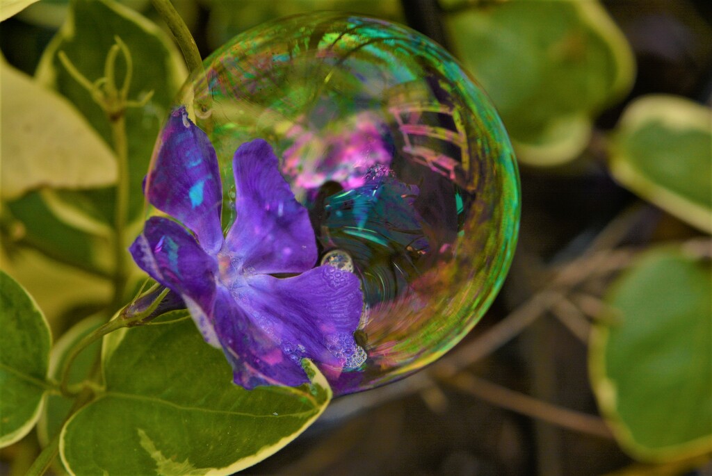 Periwinkle soap bubble...... by ziggy77