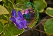 21st May 2022 - Periwinkle soap bubble......
